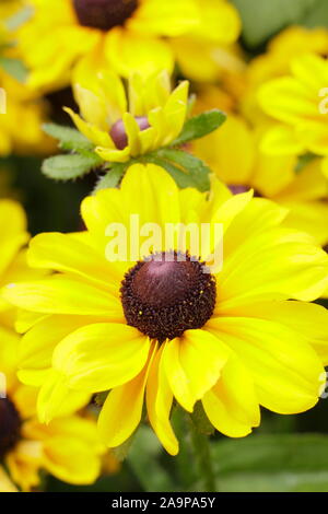 Rudbeckia hirta 'toto' Citron Gloriosa Daisy Banque D'Images