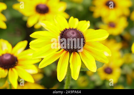 Rudbeckia hirta 'toto' Citron Gloriosa Daisy Banque D'Images