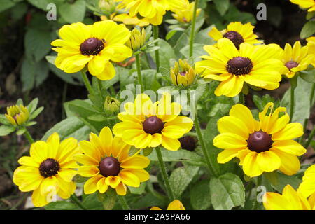 Rudbeckias. Rudbeckia hirta « Toto Lemon » Gloriosa Marguerite présentant des fleurs jaunes caractéristiques en été Banque D'Images