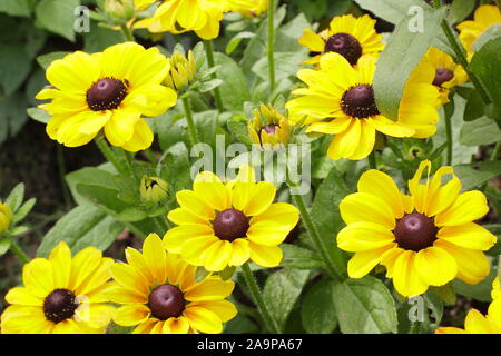 Rudbeckia hirta 'toto' Citron Gloriosa Daisy Banque D'Images