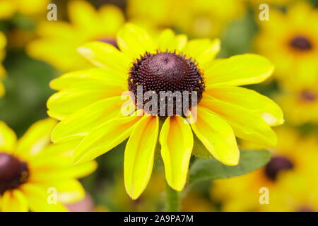 Rudbeckia hirta 'toto' Citron Gloriosa Daisy Banque D'Images