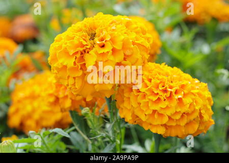 Tagetes erecta. Marigold africain 'Merveille Orange' affichant de grandes fleurs doubles distinctif dans l'alte l'été. F1. Banque D'Images