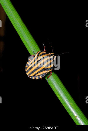 Bug de l'écran rayé graphosoma lineatum (italicum) close-up Banque D'Images