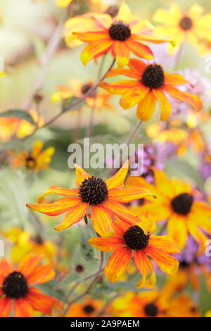 Rudbeckia triloba 'Prairie'. Fleurs de Brown-eyed Susan 'Prairie' dans un jardin à la fin de l'été. UK Banque D'Images