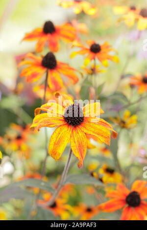 Rudbeckia triloba 'Prairie'. Fleurs de Brown-eyed Susan 'Prairie' dans un jardin à la fin de l'été. UK Banque D'Images