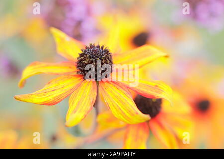 Rudbeckia triloba 'Prairie'. Fleurs de Brown-eyed Susan 'Prairie' dans un jardin à la fin de l'été. UK Banque D'Images