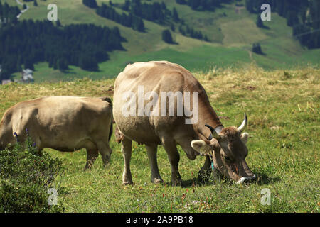 Les vaches sur l'alpage de Suisse Banque D'Images