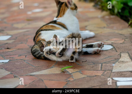 Alimentation chaton écaille Calico et d'être toilettés par mère cat Banque D'Images