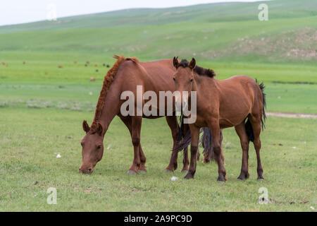 Chevaux mongoles dans le désert de Gobi en Mongolie Banque D'Images