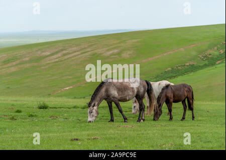 Chevaux mongoles dans le désert de Gobi en Mongolie Banque D'Images