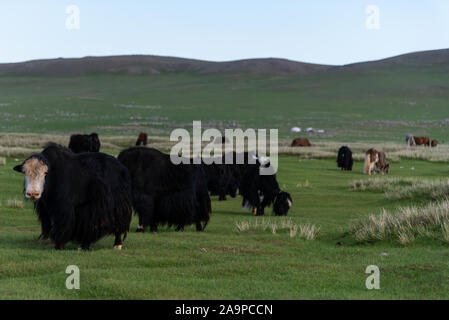 Roaming gratuit Yak sur un pâturage à Arvaiheer, Mongolie Banque D'Images