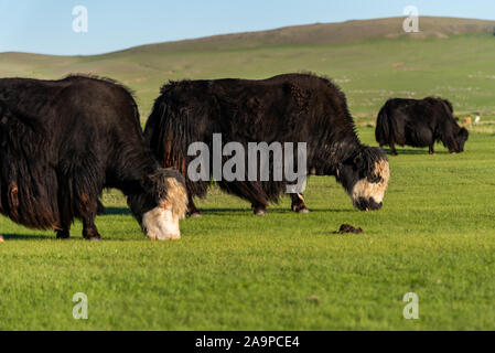 Roaming gratuit Yak sur un pâturage à Arvaiheer, Mongolie Banque D'Images