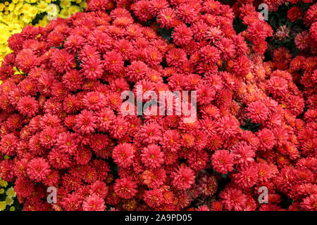 La floraison des chrysanthèmes rouges dans le jardin d'automne. Chrysanthème koreanum. Avec une floraison d'arrière-plan chrysanthгёmes Banque D'Images