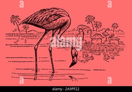 Groupe d'american flamingo (Phoenicopterus ruber) debout dans l'eau et à la nourriture, sur fond rose. Dans les couches modifiable Illustration de Vecteur