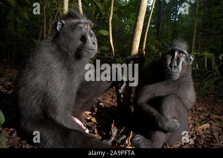 Deux individus de la macaque à crête noire de Sulawesi (Macaca nigra) dans la réserve naturelle de Tangkoko, au nord de Sulawesi, en Indonésie. Banque D'Images