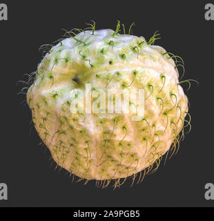 Balloonplant lumineux macro folliculaire sur fond gris Banque D'Images