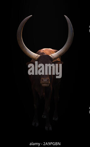 Watusi ankole femelle debout dans un fond sombre Banque D'Images