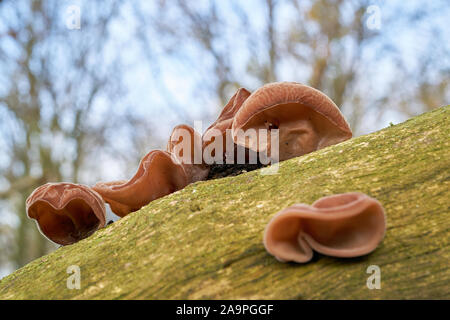 L'oreille de Judas (Auricularia auricula-judae) sur un tronc d'arbre mort dans la forêt Banque D'Images