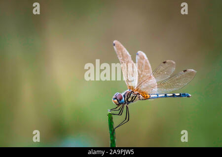 Libellule tenir sur les branches sèches et copie espace .libellules de la nature. Libellules de la nature de l'habitat. Une nature magnifique scène avec dragonfly outdoor Banque D'Images