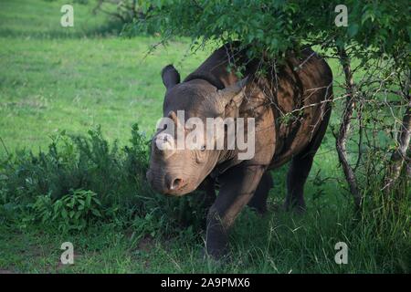 (191117) -- KIGALI, le 17 novembre 2019 (Xinhua) -- un rhinocéros noir est vu au Parc National de l'Akagera, l'est du Rwanda, le 16 novembre 2019. Depuis 2010, le Parc National de l'Akagera a connu un renouveau, avec le braconnage pratiquement éliminé, ce qui permet d'espèces clés pour être présentée, y compris les lions en 2015, qui ont triplé en nombre, et les rhinocéros en 2017, une décennie après qu'ils ont été vus pour la dernière fois au Rwanda. En juin 2019, plus de cinq rhinocéros noirs en danger critique d'Europe ont été transférés au parc. (Xinhua/Lyu Tianran) Banque D'Images