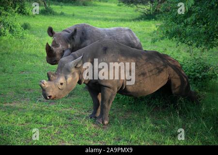 (191117) -- KIGALI, le 17 novembre 2019 (Xinhua) -- deux rhinocéros noirs sont vus dans le parc national de l'Akagera, l'est du Rwanda, le 16 novembre 2019. Depuis 2010, le Parc National de l'Akagera a connu un renouveau, avec le braconnage pratiquement éliminé, ce qui permet d'espèces clés pour être présentée, y compris les lions en 2015, qui ont triplé en nombre, et les rhinocéros en 2017, une décennie après qu'ils ont été vus pour la dernière fois au Rwanda. En juin 2019, plus de cinq rhinocéros noirs en danger critique d'Europe ont été transférés au parc. (Xinhua/Lyu Tianran) Banque D'Images