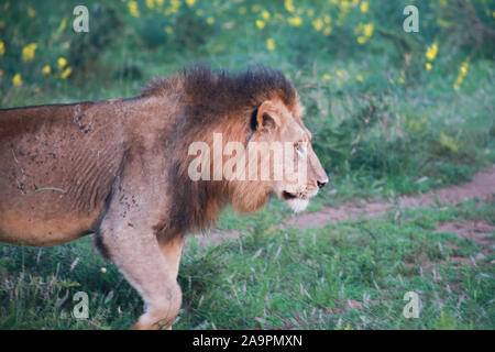 (191117) -- KIGALI, le 17 novembre 2019 (Xinhua) -- un lion est vu au Parc National de l'Akagera, l'est du Rwanda, le 16 novembre 2019. Depuis 2010, le Parc National de l'Akagera a connu un renouveau, avec le braconnage pratiquement éliminé, ce qui permet d'espèces clés pour être présentée, y compris les lions en 2015, qui ont triplé en nombre, et les rhinocéros en 2017, une décennie après qu'ils ont été vus pour la dernière fois au Rwanda. En juin 2019, plus de cinq rhinocéros noirs en danger critique d'Europe ont été transférés au parc. (Xinhua/Lyu Tianran) Banque D'Images