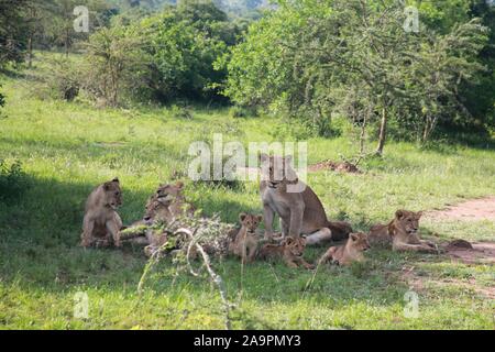 (191117) -- KIGALI, le 17 novembre 2019 (Xinhua) -- Les Lions sont vus dans le parc national de l'Akagera, l'est du Rwanda, le 17 novembre 2019. Depuis 2010, le Parc National de l'Akagera a connu un renouveau, avec le braconnage pratiquement éliminé, ce qui permet d'espèces clés pour être présentée, y compris les lions en 2015, qui ont triplé en nombre, et les rhinocéros en 2017, une décennie après qu'ils ont été vus pour la dernière fois au Rwanda. En juin 2019, plus de cinq rhinocéros noirs en danger critique d'Europe ont été transférés au parc. (Xinhua/Lyu Tianran) Banque D'Images