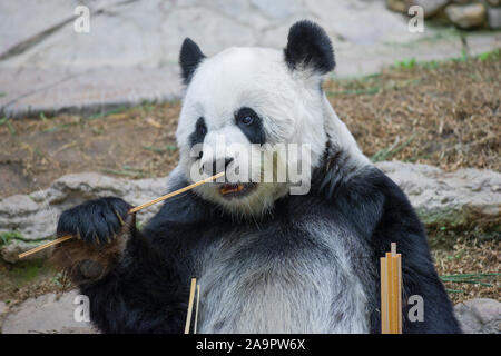 CHIANG MAI, THAÏLANDE - 20 décembre 2018 : Portrait d'un panda géant. Chiang Mai Zoo Banque D'Images