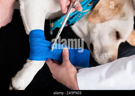 Bandage en chien après une blessure à la jambe Banque D'Images
