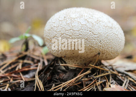 Lycoperdon perlatum. Imperméable aux champignons pousse dans une forêt de pins entre les aiguilles Banque D'Images