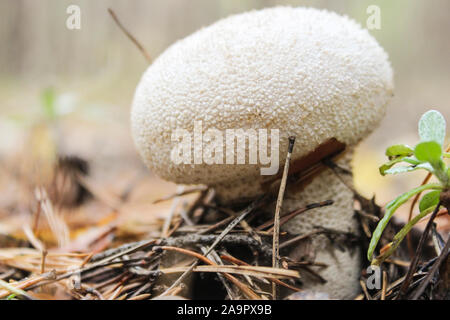 Lycoperdon perlatum. Imperméable aux champignons pousse dans une forêt de pins entre les aiguilles Banque D'Images