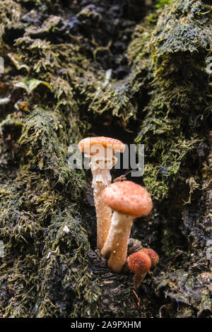 Automne champignons agarics miel poussent sur le tronc d'un arbre Banque D'Images