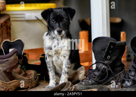 Un joli petit chien qui pose pour un portrait. Banque D'Images