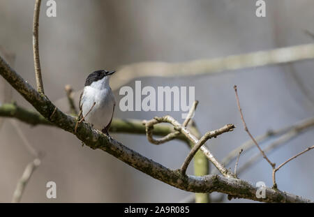 Vue avant, détaillées close up d'une nature sauvage, homme (Ficedula hypoleuca) isolés à l'extérieur, perché sur une branche, au Royaume-Uni au printemps forestiers. Banque D'Images