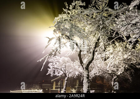 Winter Wonderland. Les arbres couverts de neige, de nuit les lumières briller à travers. Photo idéal qui apporte jusqu'à l'esprit de vacances. Banque D'Images