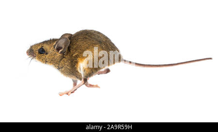 L'exécution de la souris en bois (Apodemus sylvaticus) isolé sur fond blanc avec l'ombre. Ce mignon à la souris est trouvé dans la plupart de l'Europe et est un très Banque D'Images