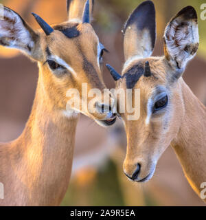Jeune Impala (Aepyceros melampus) deux animaux toilettage doucement dans le parc national Kruger, Afrique du Sud Banque D'Images