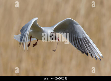 Gros plan sur les oiseaux marins à tête noire du Royaume-Uni (Larus Choicocephalus ridibundus) isolés en vol, les ailes se propagent, portant des brindilles dans le bec pour la construction de nids. Banque D'Images