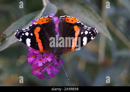 Le Buddleja davidii arbre aux papillons Banque D'Images