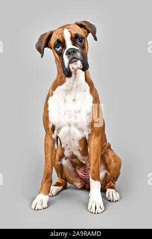 Une image d'un chien Boxer allemand Banque D'Images