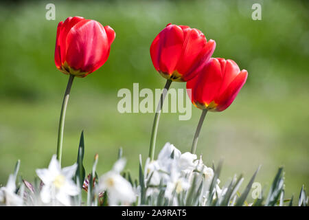 Une image d'un beau trois tulipes rouges Banque D'Images
