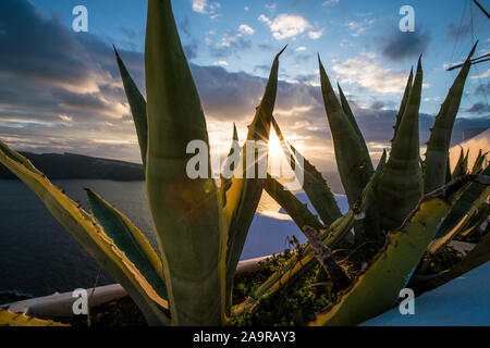 Cactus et d'aloès dans le coucher du soleil sur la mer Banque D'Images