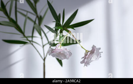 Nerium oleander blanc en fleurs. Focus sélectif. Deux fleurs de près. Banque D'Images