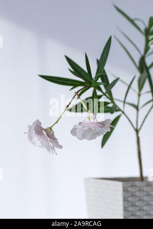 Nerium oleander dans un pot de fleurs blanches. Focus sélectif. Nerium oleander blanc en fleurs. Banque D'Images