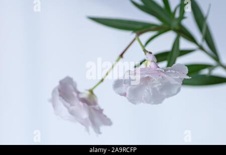 Nerium oleander blanc en fleurs. Focus sélectif. Deux fleurs de près. Banque D'Images