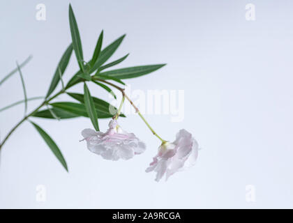 Nerium oleander blanc en fleurs. Focus sélectif. Deux fleurs de près. Banque D'Images