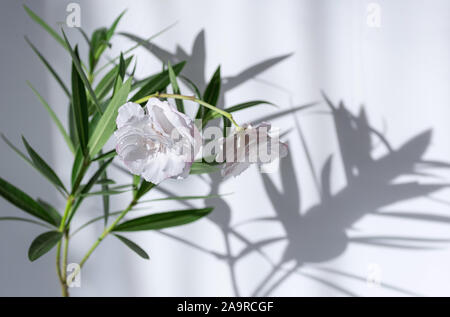 Nerium oleander blanc en fleurs. Focus sélectif. Ombre d'une fleur sur un mur blanc. Banque D'Images