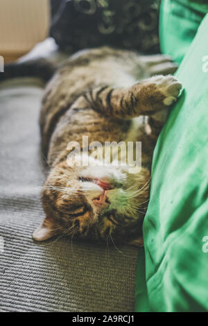 Un grand chat-tigre allongé et reposant sur le dos sur un lit à côté d'oreiller vert Banque D'Images