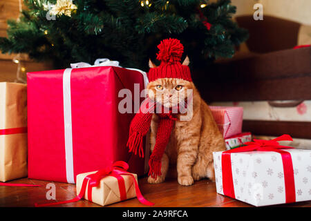 Chat de Noël assis sous l'arbre de Noël et présenter des boîtes. Banque D'Images