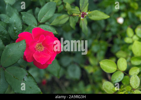 Belles fleurs rose rouge arbuste aux gouttes d'eau sur les pétales et les feuilles humides. Focus sélectif. Arrière-plan de carte de vœux à thème romantique avec bokeh Banque D'Images